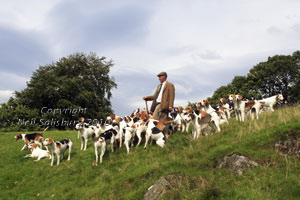 Coniston Foxhound prints by Betty Fold Gallery